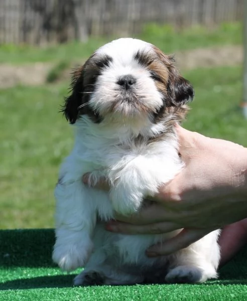 Shihtzu femminucce e maschietti disponibili per l'adozione