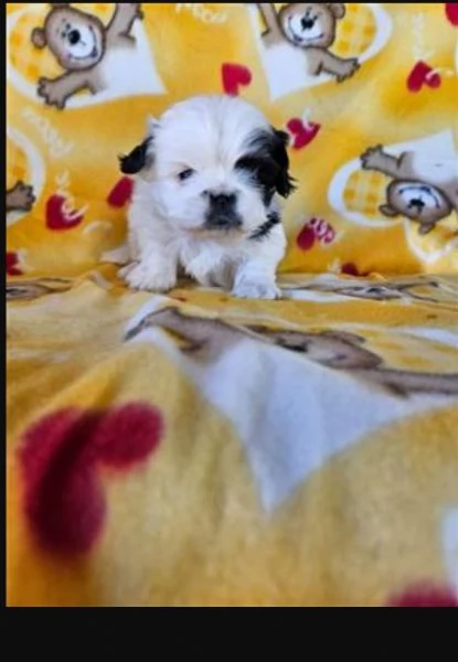 Shihtzu femminucce e maschietti disponibili per l'adozione | Foto 0