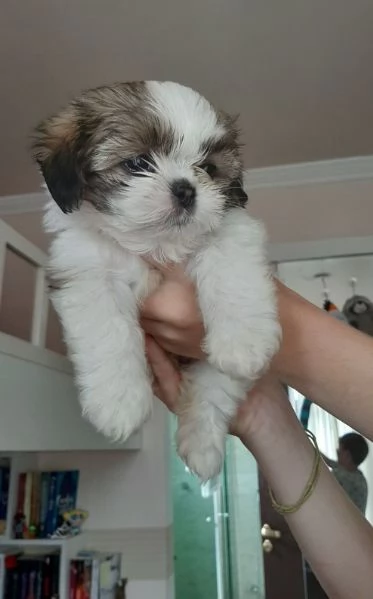 Cuccioli Shih Tzu per adozione