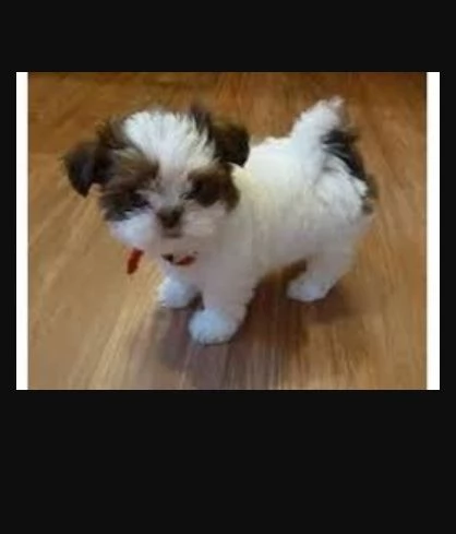 SHIH TZU TOY CUCCIOLI DISPONIBLE PER L'ADOZIONE | Foto 0