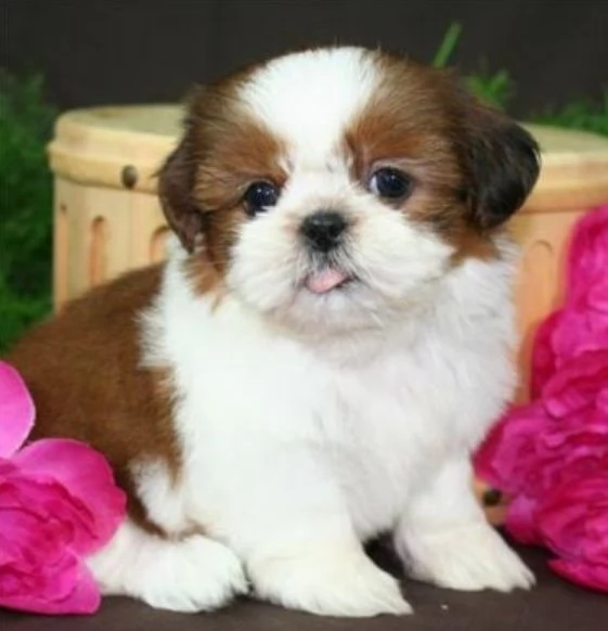 Regalo shih tzu cuccioli 