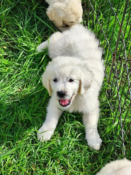 Cuccioli Golden retriever  | Foto 6