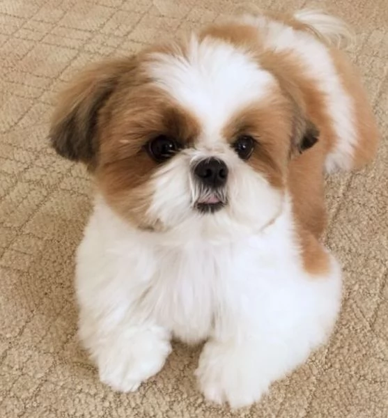 cuccioli shihtzu 2