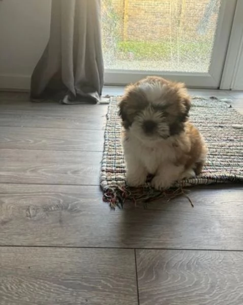 Shih-tzu cuccioli