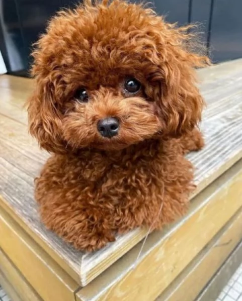 CUCCIOLO regalo cuccioli di barboncino adozione | Foto 0