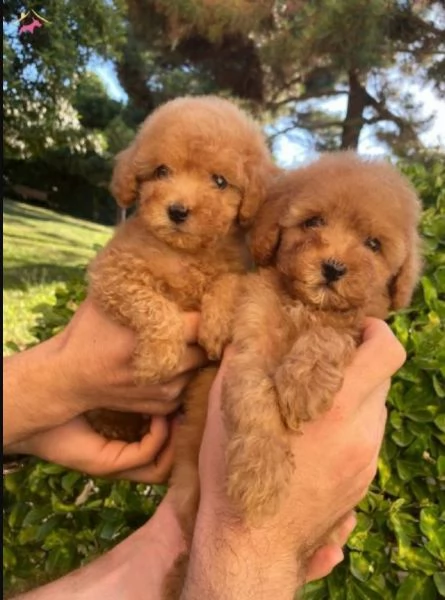 CUCCIOLO regalo cuccioli di barboncino adozione