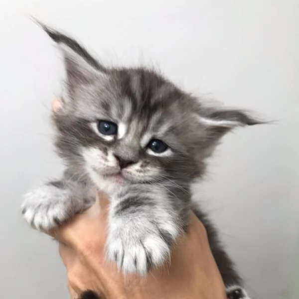 Adorabili gatti del Mainecoon.