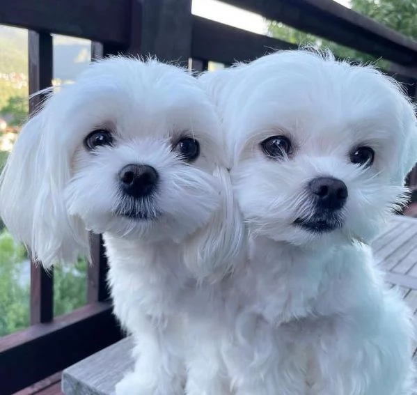 Cuccioli di maltese