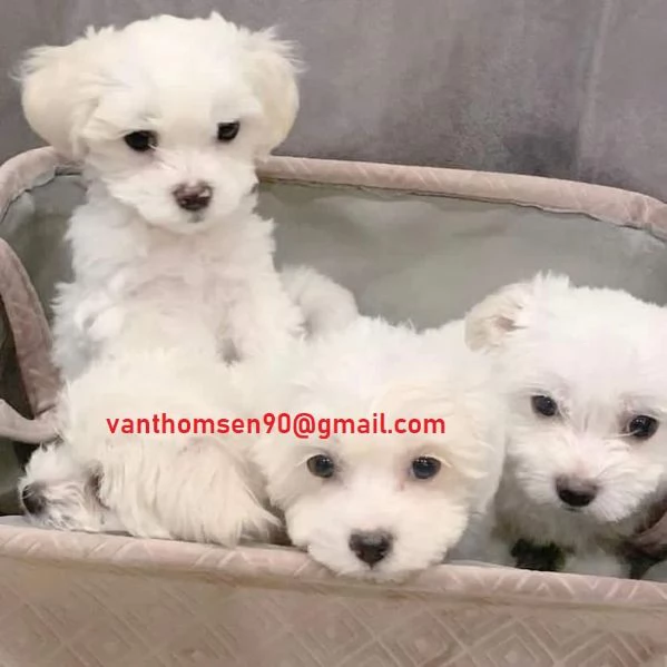 Cuccioli di maltese