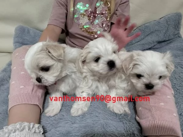 Cuccioli di maltese mini