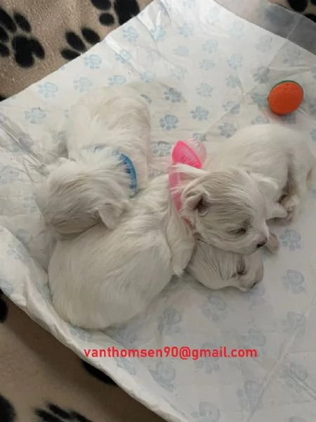 Cuccioli di Maltese taglia piccola