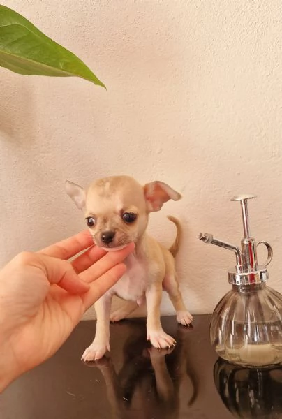 Chihuahua 