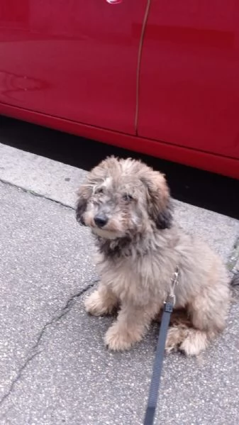 Cucciolo Barboncino  | Foto 0