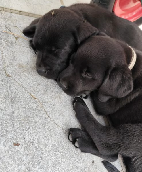 Cuccioli di labrador retriever | Foto 2