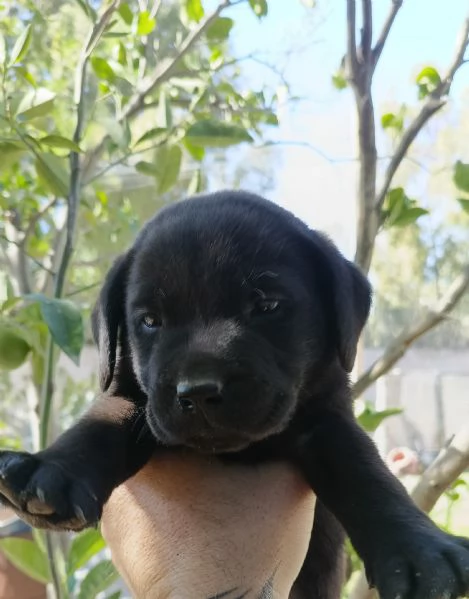 Cuccioli di labrador retriever | Foto 1