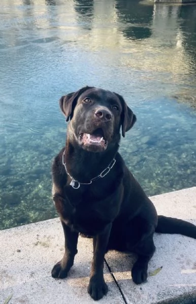 Vendita Labrador retriever cioccolato 