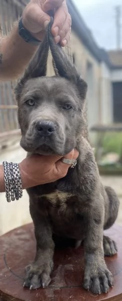 Cucciolo cane corso 