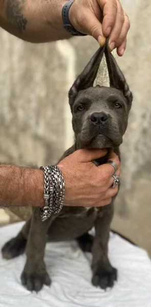 Cucciolo cane corso  | Foto 4