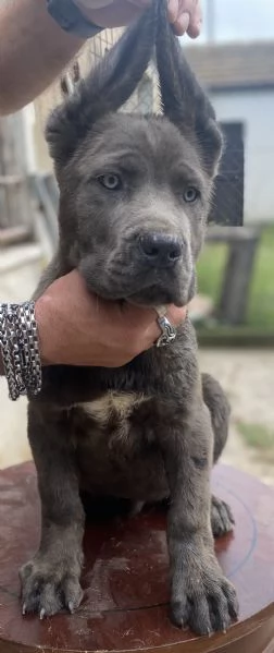 Cucciolo cane corso  | Foto 3