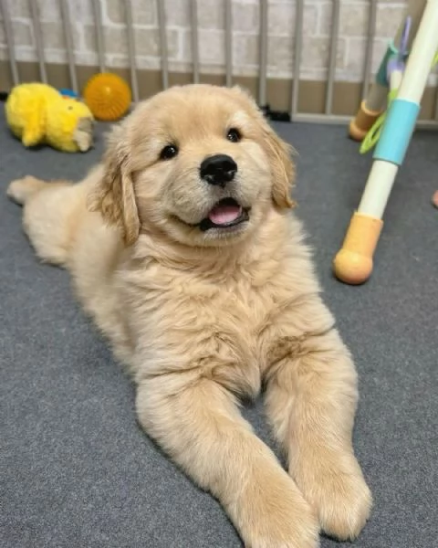 Splendidi cuccioli Golden Retriever