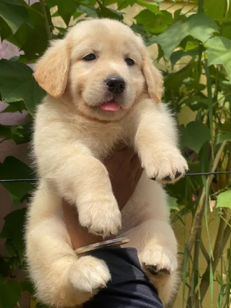 Cuccioli di Golden retriever di linea americana