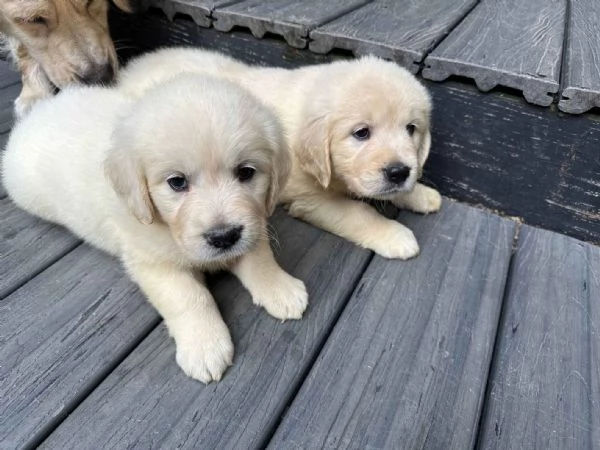 Cucciolo maschio Golden Retriever Linea Americana 