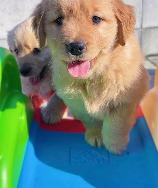 Cuccioli di golden retriever