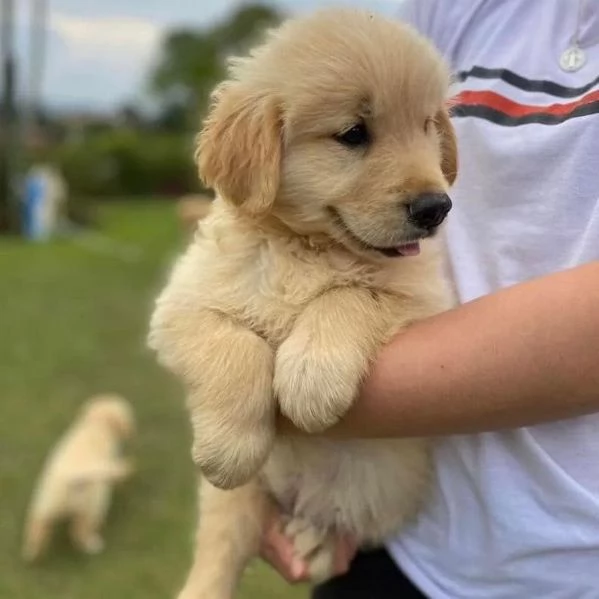 Femminucce di GOLDEN RETRIEVER