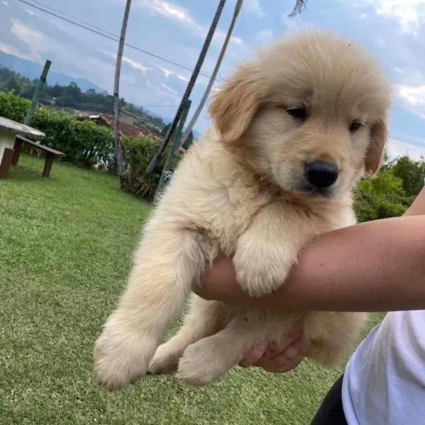 Golden retriever cucciolo