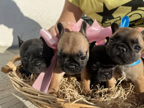 Prenotabili - Bulldog francese | Foto 6