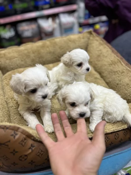 Regalo Maltese maschio e femmina