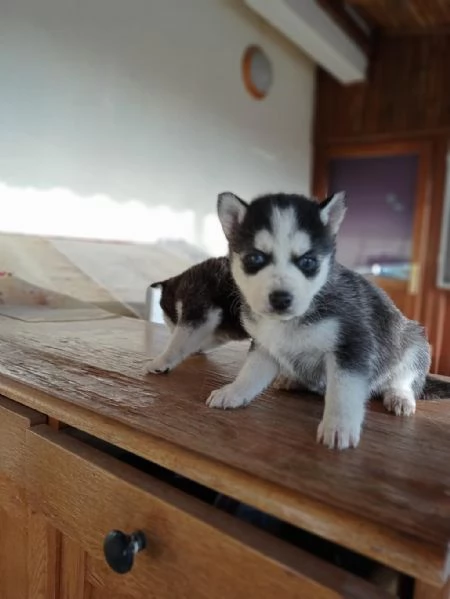 Regalo husky maschio e femmina