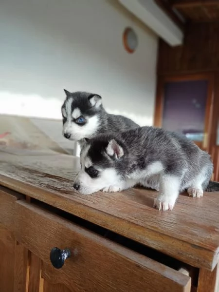 Regalo husky maschio e femmina | Foto 1