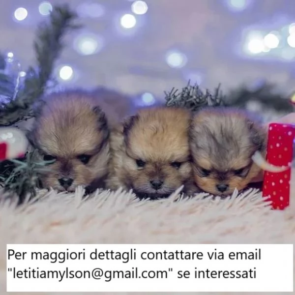 2x Pomerania maschi | Foto 0