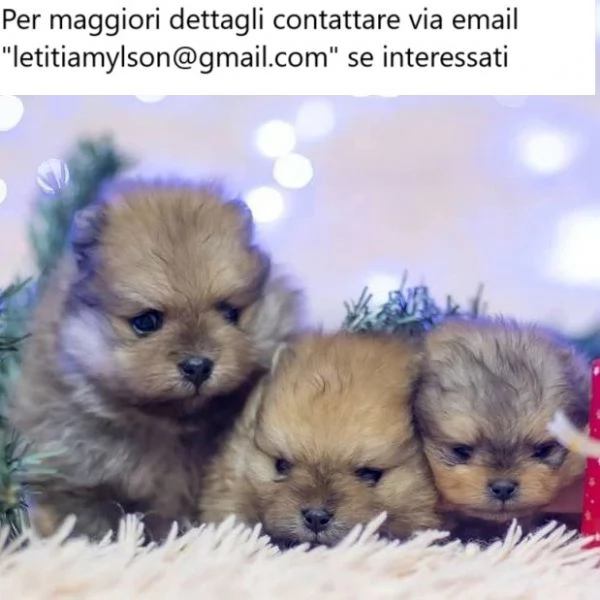 2x Pomerania maschi