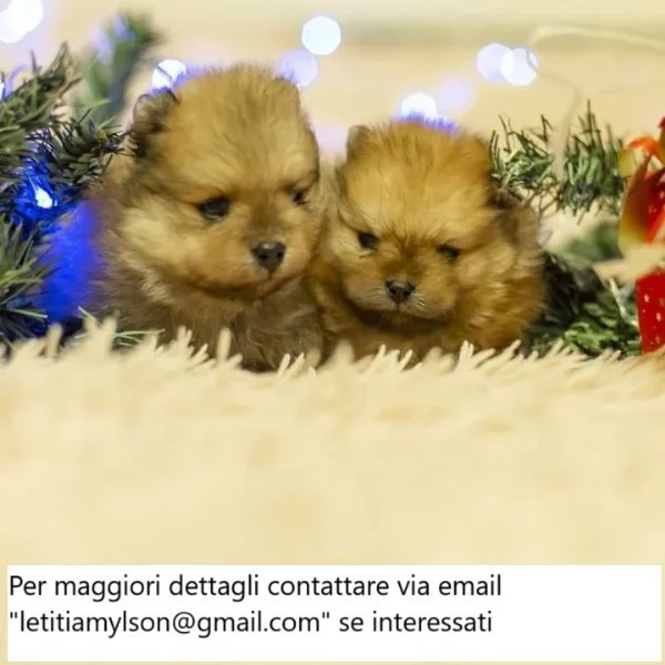 Cuccioli di Pomerania di 11 settimane