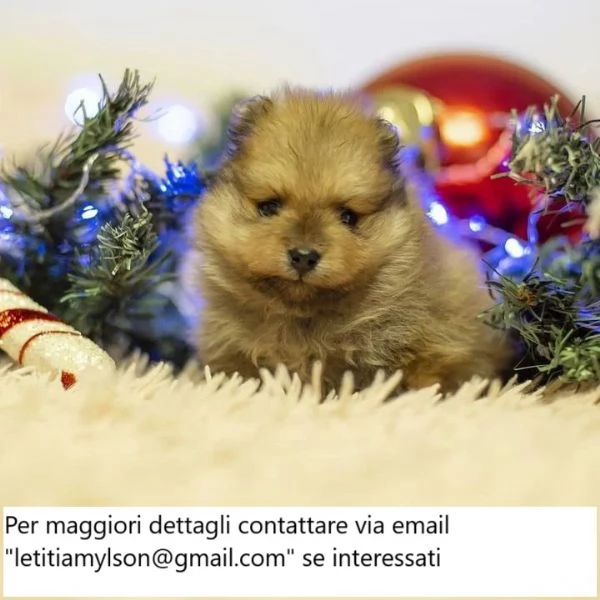 Bellissimi cuccioli di Pomerania rossi