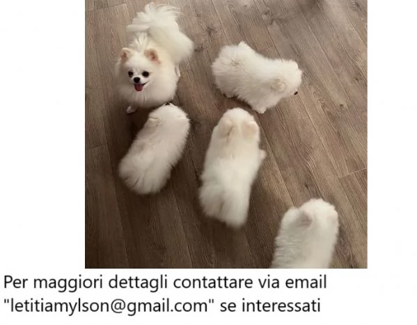 Cuccioli di Pomerania femmina