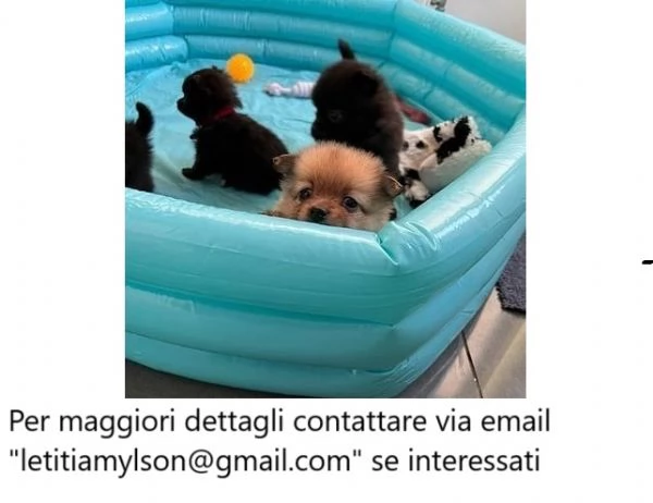  Cuccioli di Pomerania