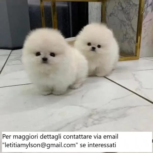 Bellissimi cuccioli di Pomerania minuscoli