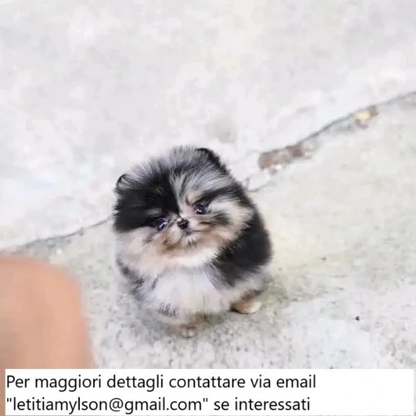 Cuccioli di Pomerania con la faccia da teddy