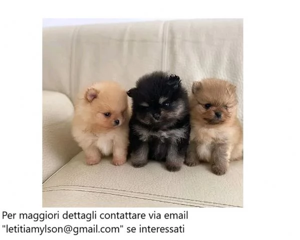 2 splendidi cuccioli di Pomerania. 1 maschio 1 femmina