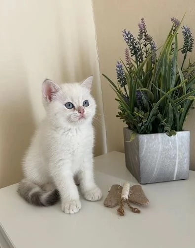 Gattini British Shorthair di razza