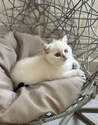 Ho un bellissimo gattino British Shorthair..