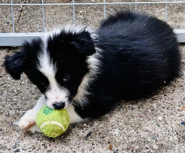 Border collie cuccioli 