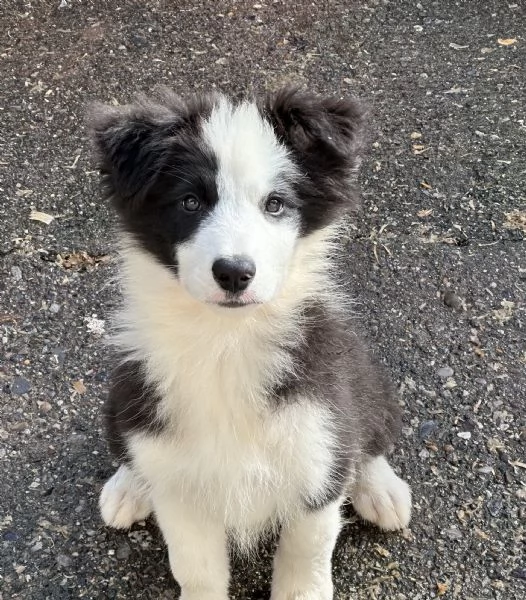 Border collie cuccioli  | Foto 3