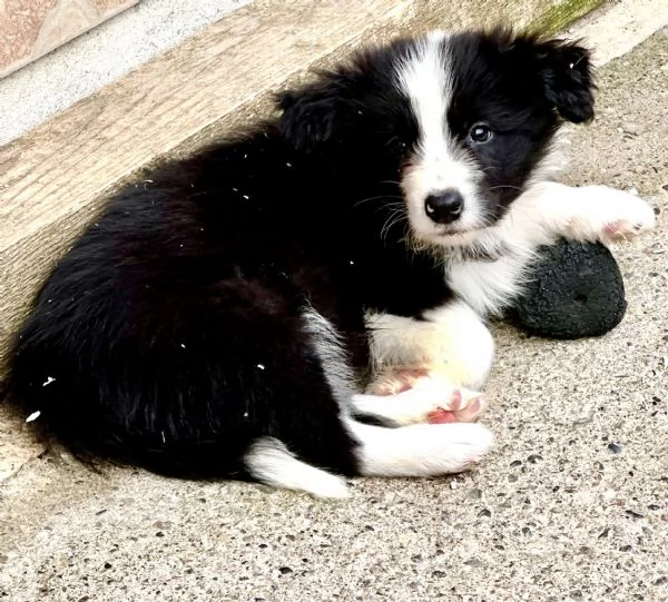 Border collie cuccioli  | Foto 2