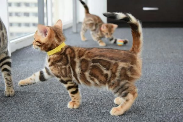 BENGAL CUCCIOLI DISPONIBILI | Foto 0