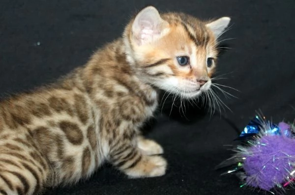 cuccioli bengal