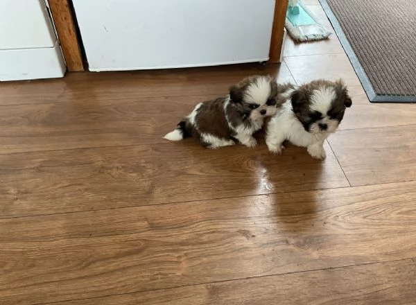 Cuccioli adorabili di Shih Tzu